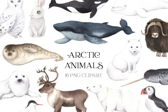 Watercolor Arctic Animals Clipart Guide